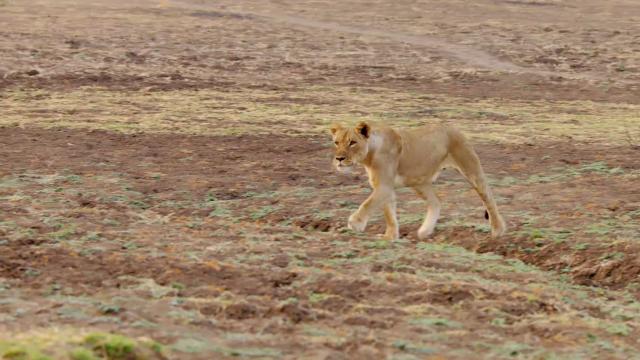 Africa's Hunters