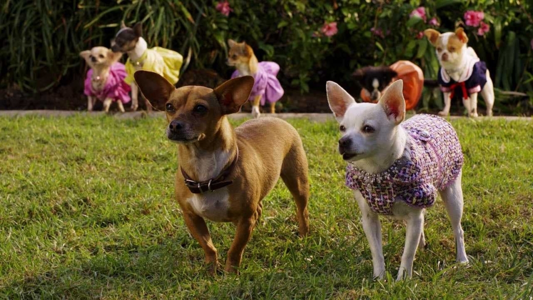 Beverly Hills Chihuahua 2